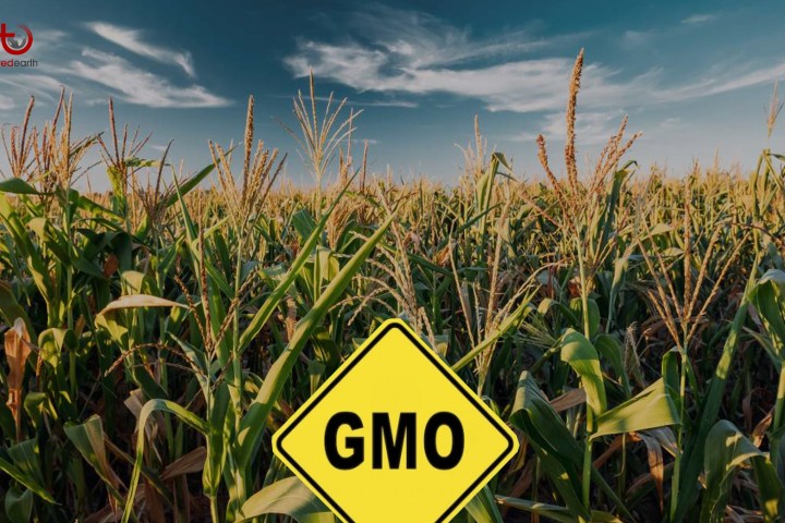 GMOs - environmental concerns